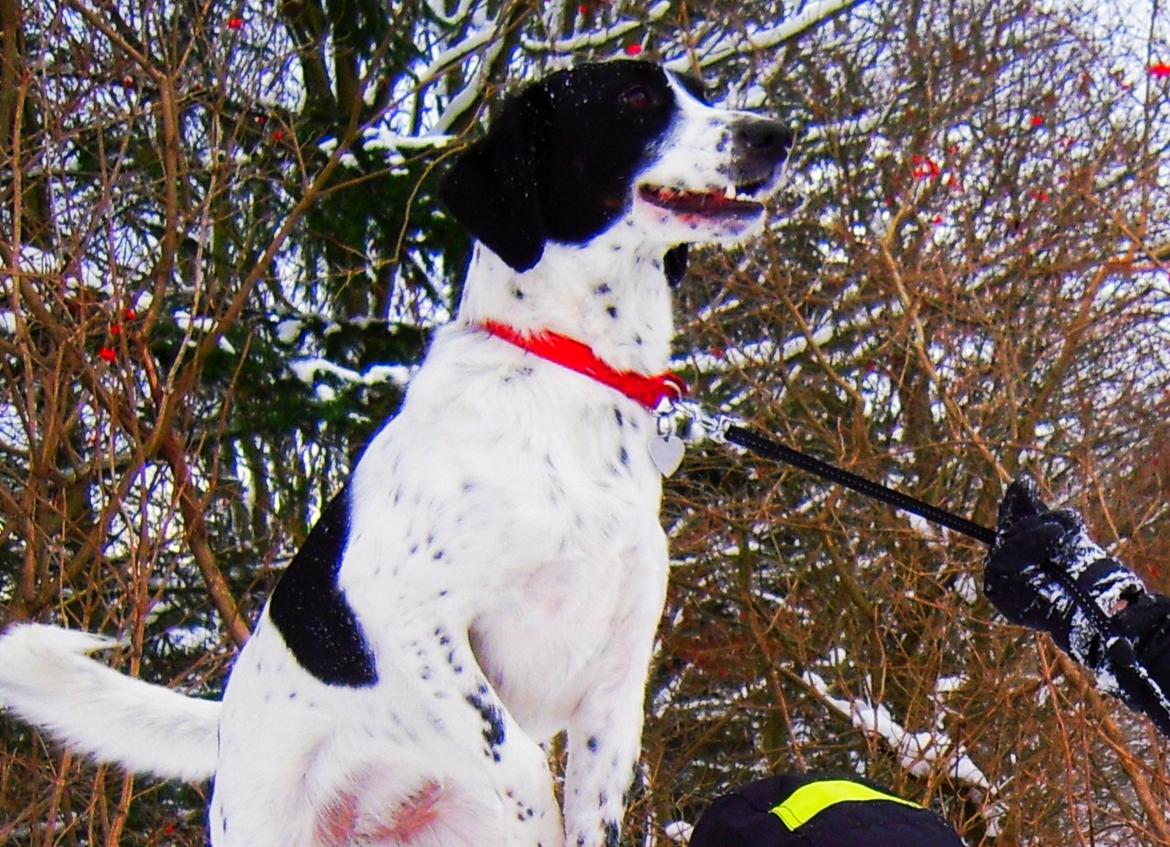 Blanding af racer Sille billede 6