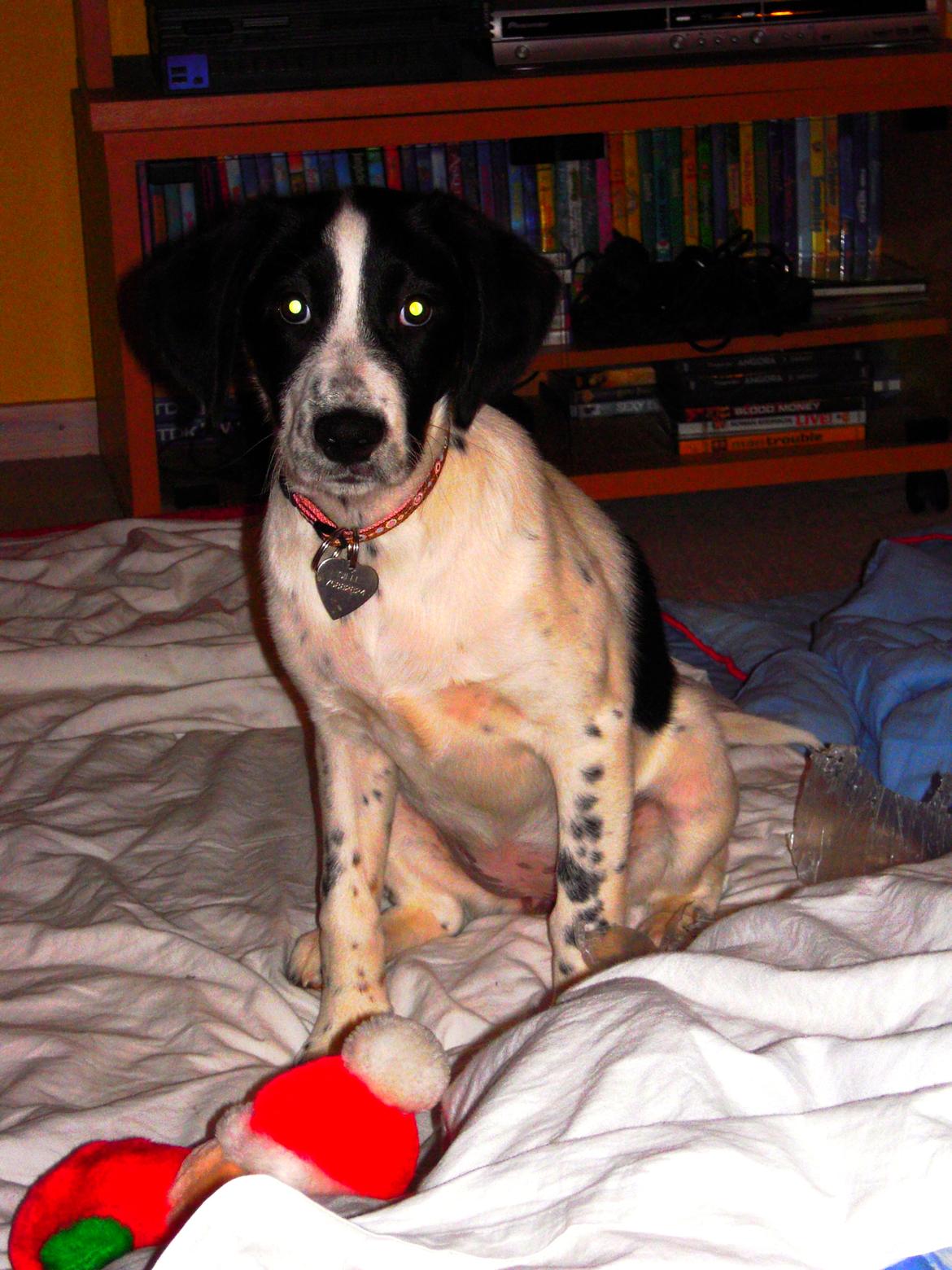 Blanding af racer Sille billede 7