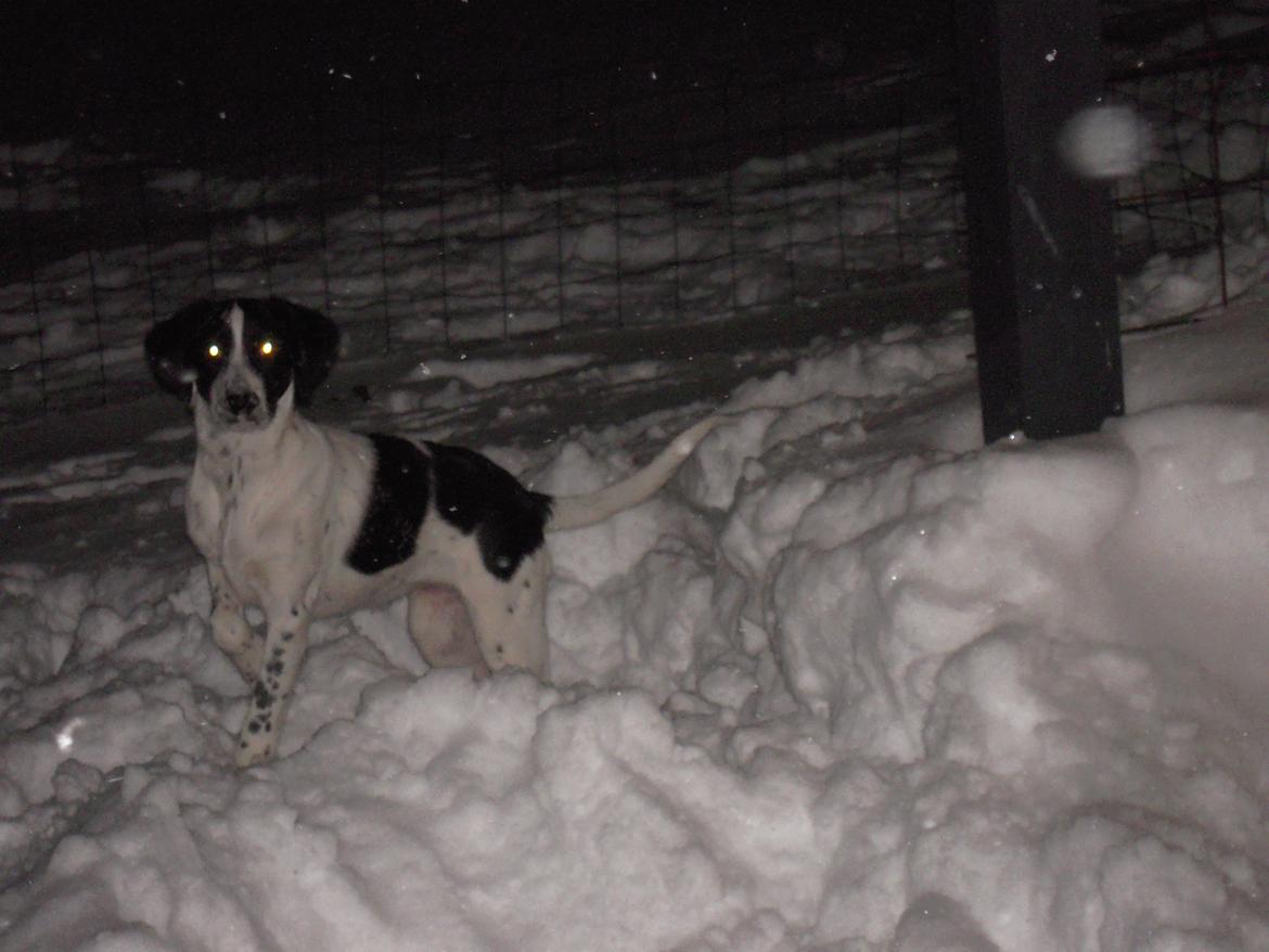 Blanding af racer Sille billede 10