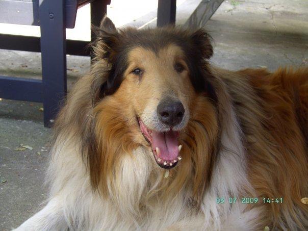 Collie langhåret Sofus R.I.P billede 2