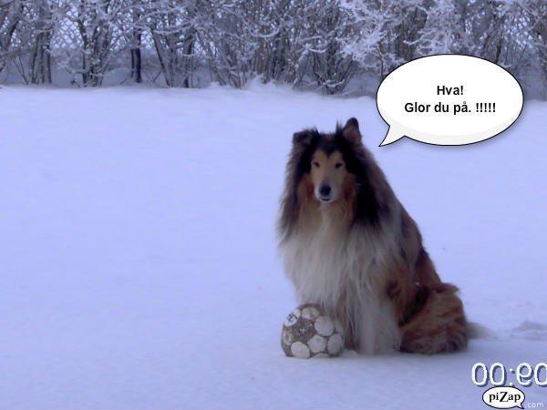 Collie langhåret Sofus R.I.P billede 4