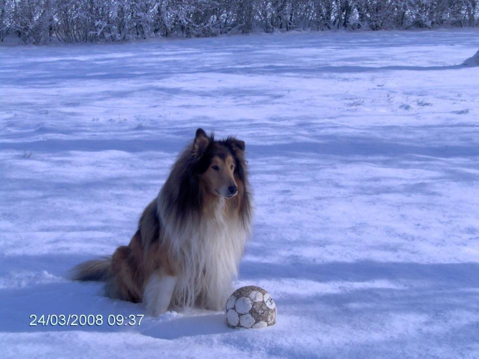 Collie langhåret Sofus R.I.P billede 1