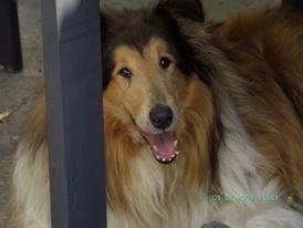 Collie langhåret Sofus R.I.P billede 3