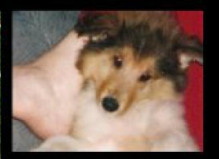 Collie langhåret Sofus R.I.P billede 5