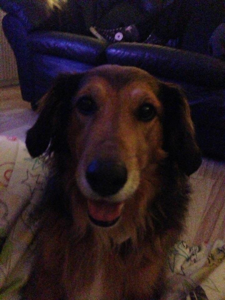 Blanding af racer Rollo billede 1