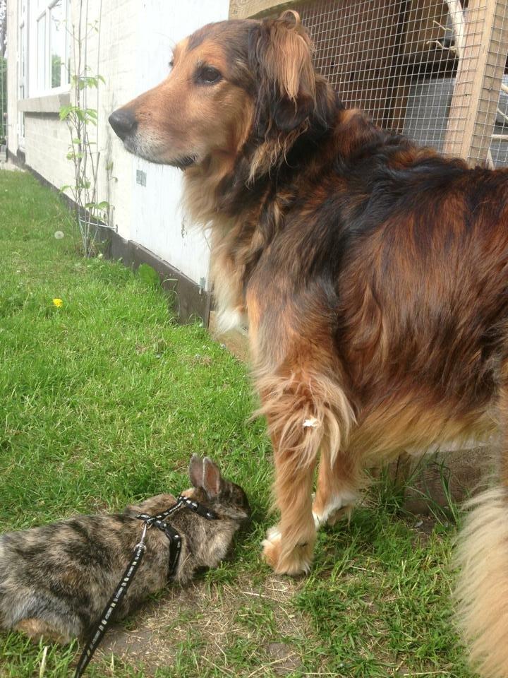 Blanding af racer Rollo billede 3