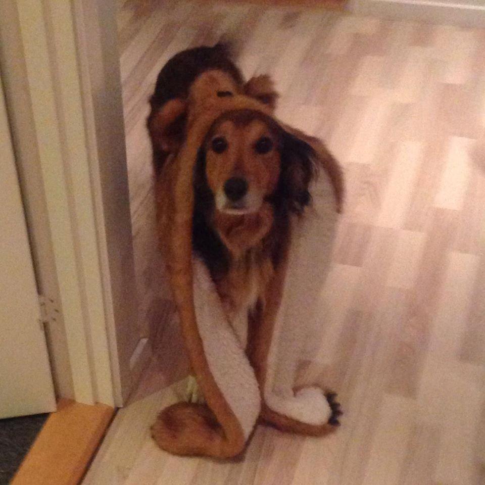 Blanding af racer Rollo billede 4