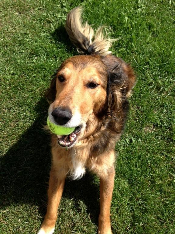 Blanding af racer Rollo billede 5