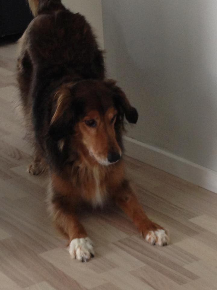 Blanding af racer Rollo billede 6