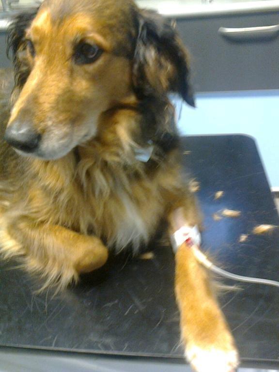 Blanding af racer Rollo - Syg :( billede 7