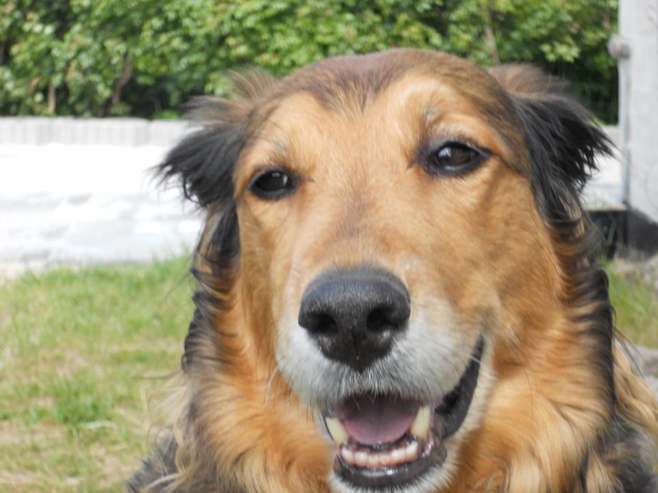 Blanding af racer Rollo billede 8