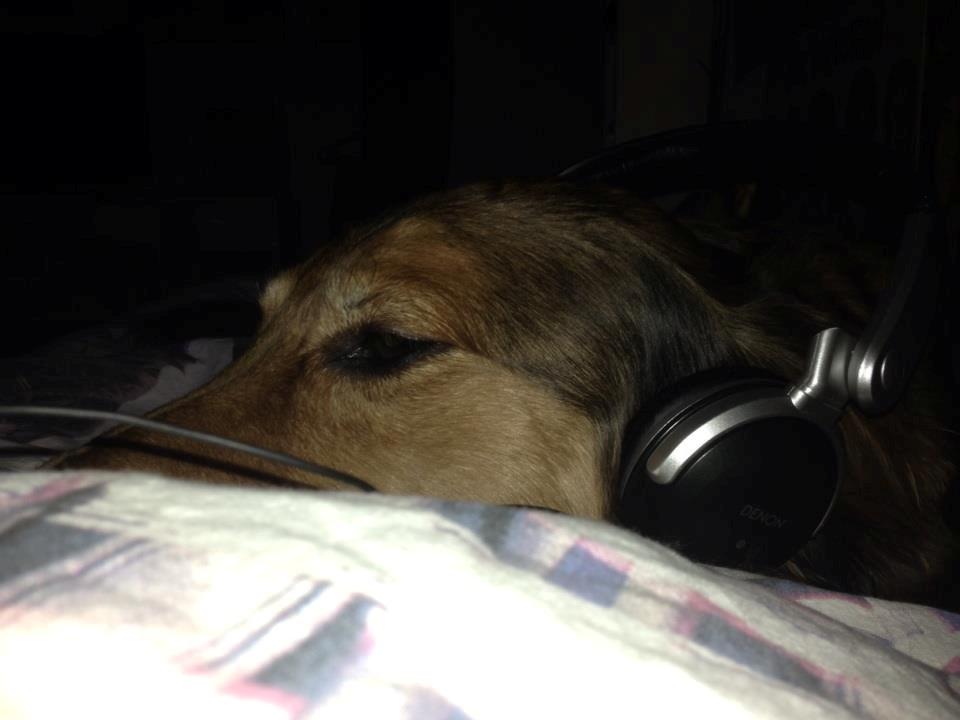 Blanding af racer Rollo billede 9