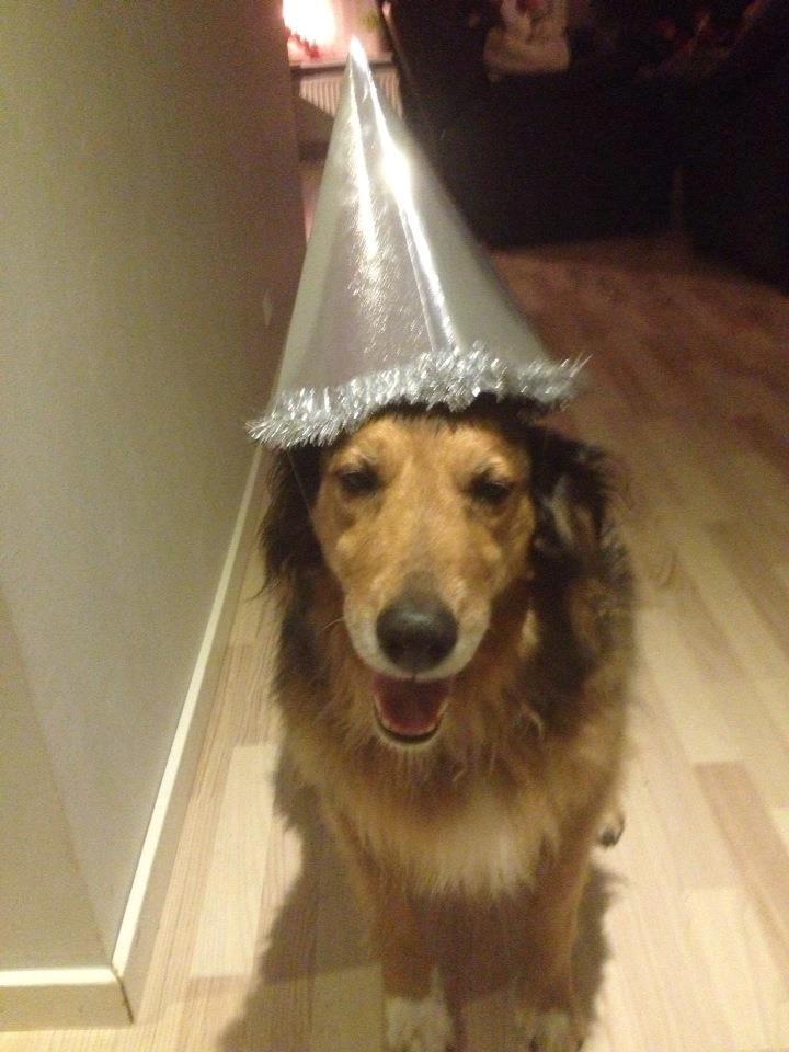 Blanding af racer Rollo billede 2