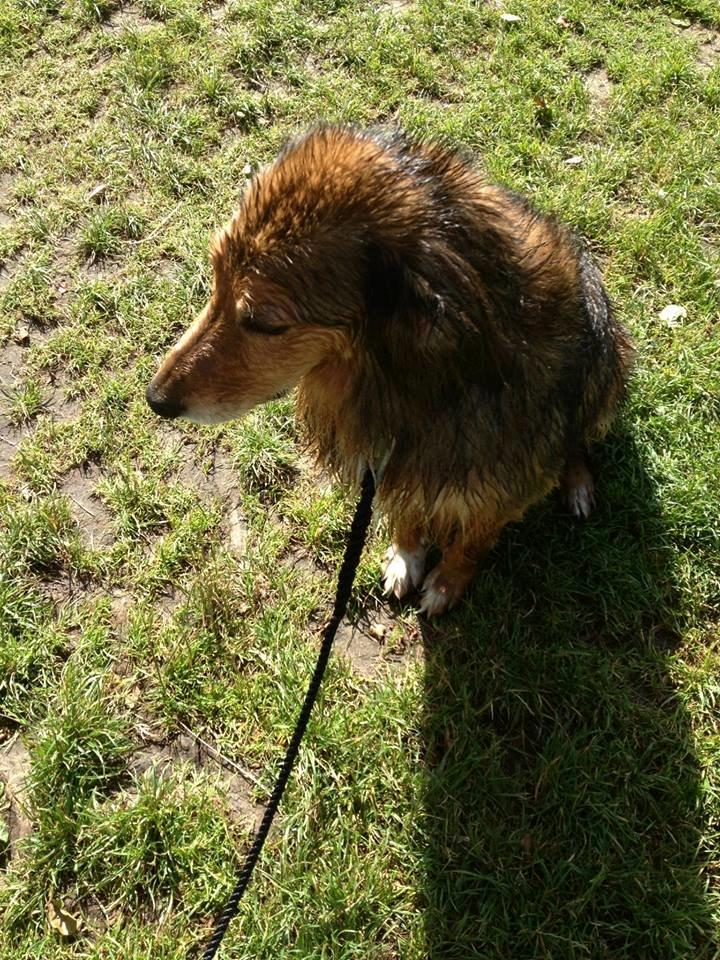 Blanding af racer Rollo billede 10