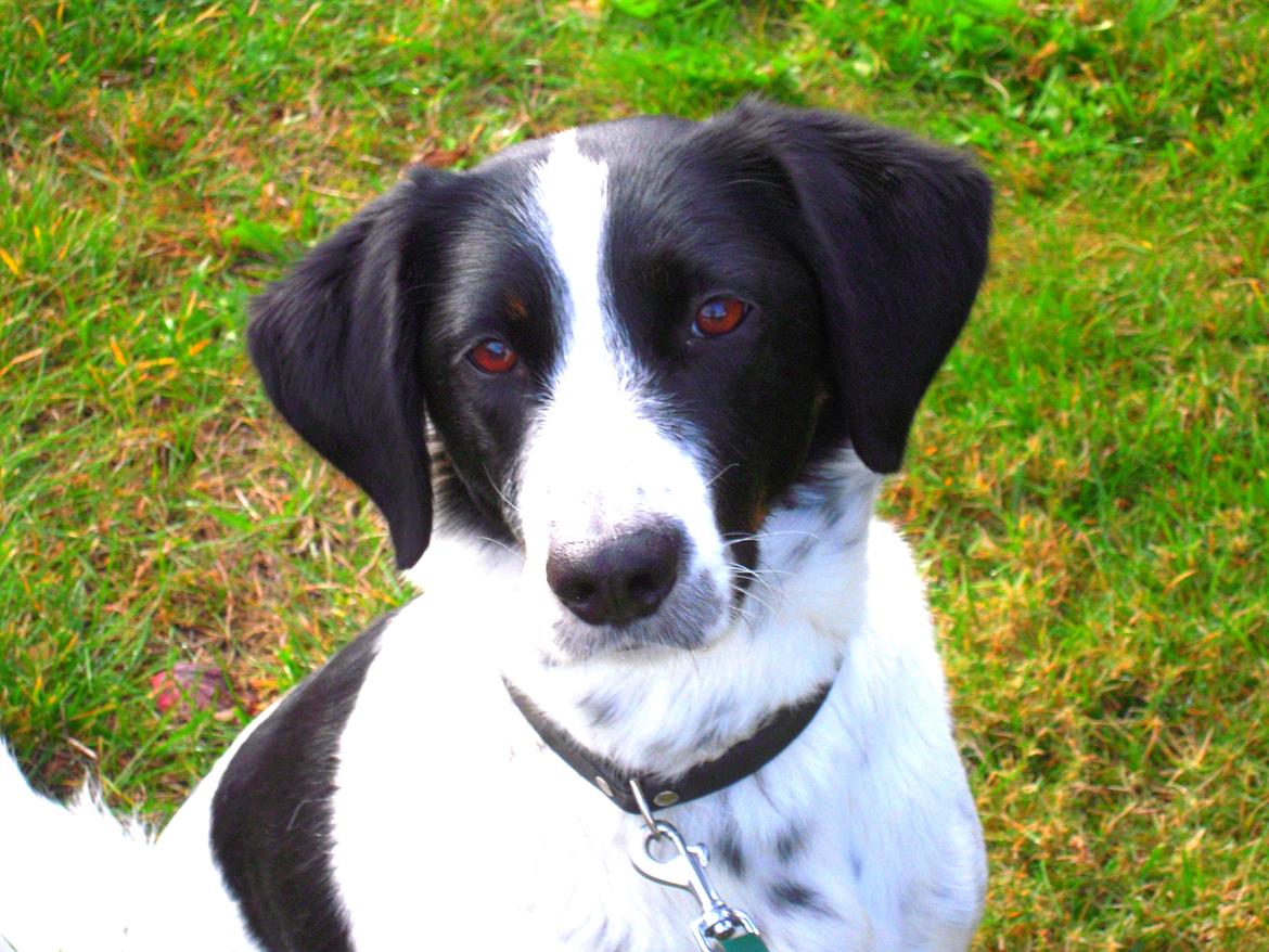 Blanding af racer Sille billede 12