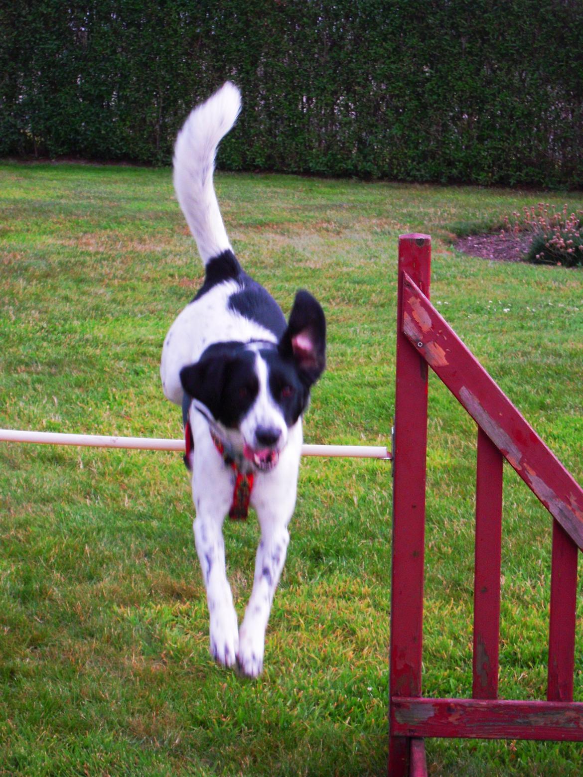 Blanding af racer Sille billede 13