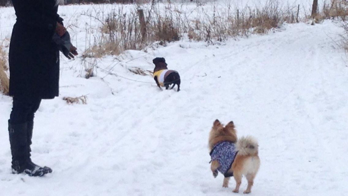 Blanding af racer Silas billede 20