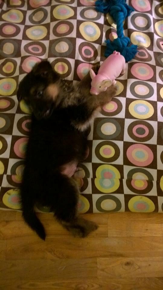 Schæferhund Simba - 8 uger gammel og første dag hjemme ved os :-) billede 1