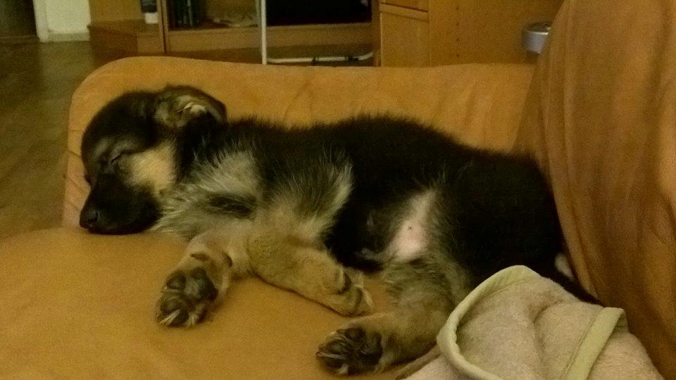 Schæferhund Simba - så er man lige i drømme land ;-) billede 2