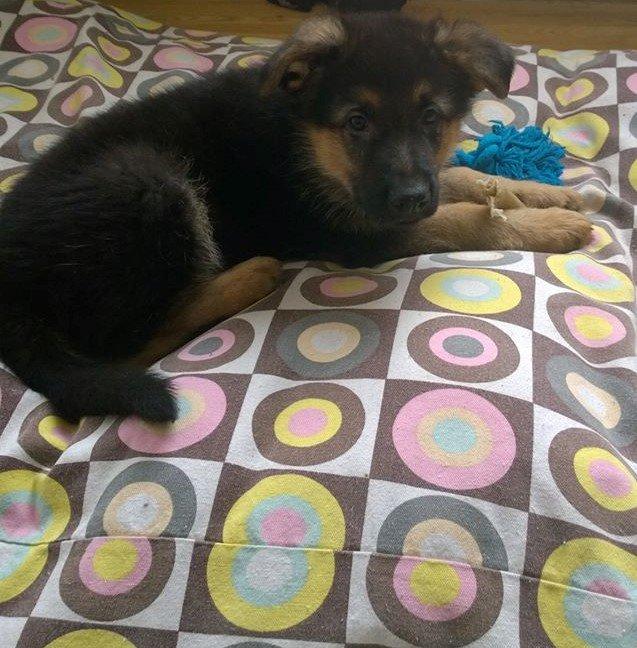 Schæferhund Simba - puha tiden går stækt og han bliver større  billede 3