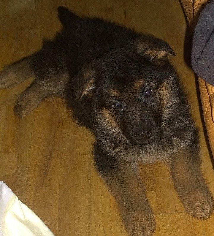 Schæferhund Simba - 12 uger gammel her,han er bare så nuttet  billede 5