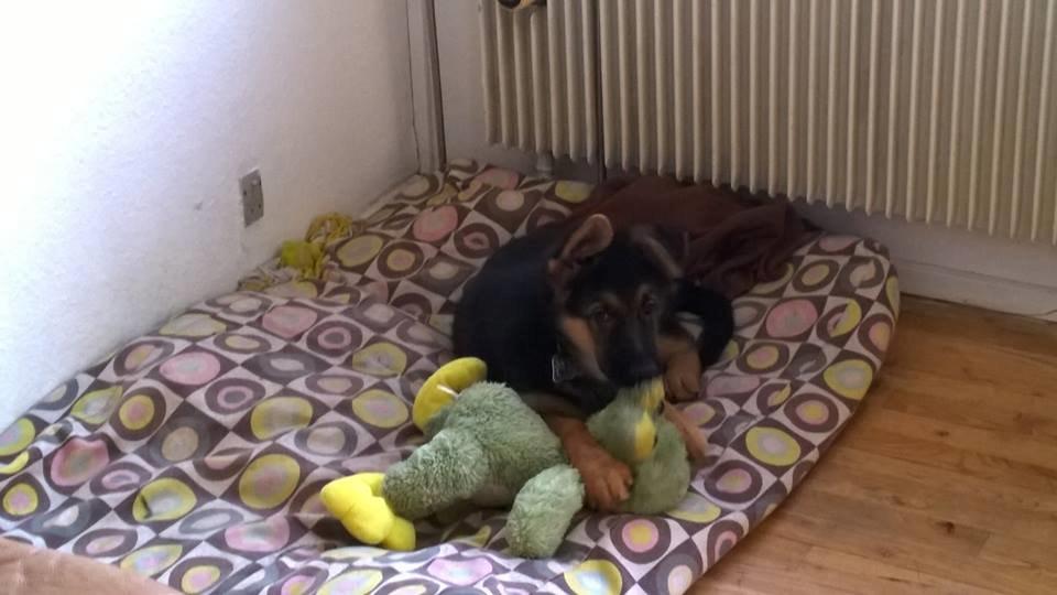 Schæferhund Simba - Her 13 uger og med sin ynglings tøjdyr som er en frø ;-)  billede 7