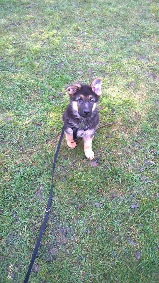 Schæferhund Simba - 11 uger gammel og så fin til at sidde model billede 4