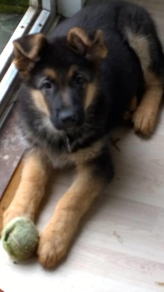 Schæferhund Simba - Helt vild med tennis bolde  billede 6