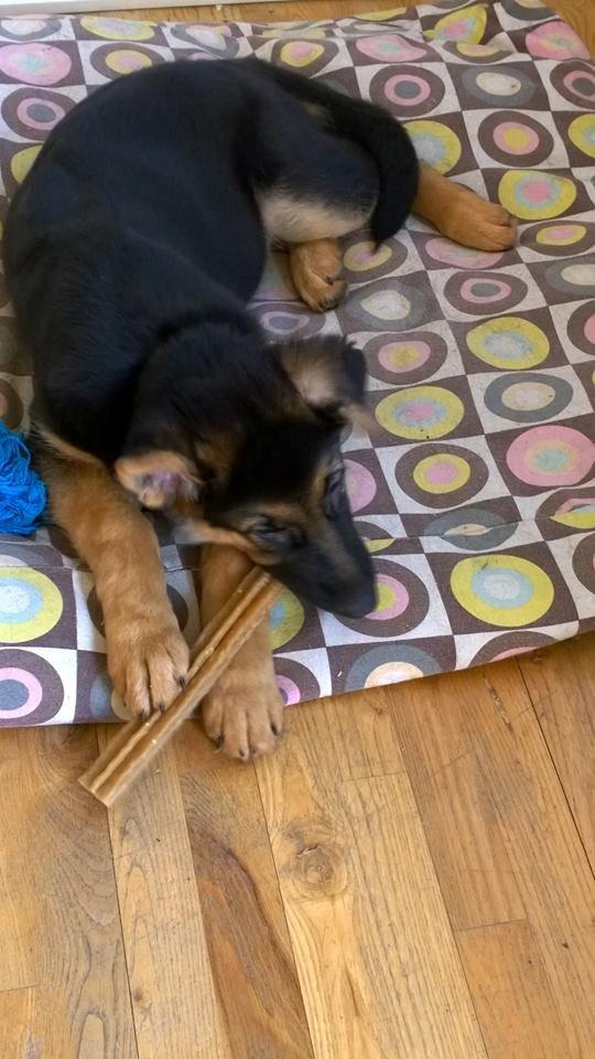 Schæferhund Simba - 14 uger gammel nu ,tiden går stærkt billede 8