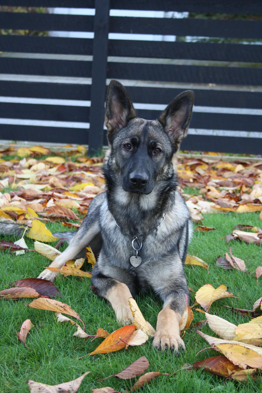 Schæferhund Team Otkjær's Dea(Kiki) billede 2