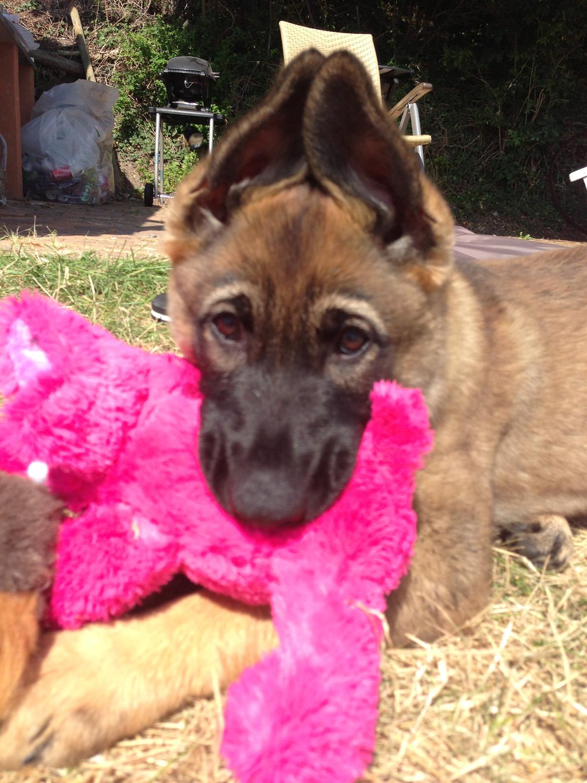 Schæferhund Team Otkjær's Dea(Kiki) billede 4