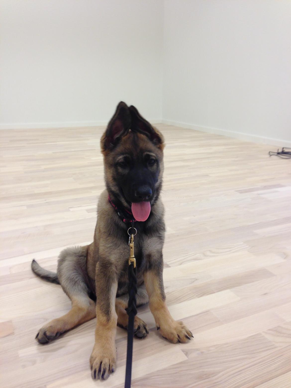 Schæferhund Team Otkjær's Dea(Kiki) billede 5