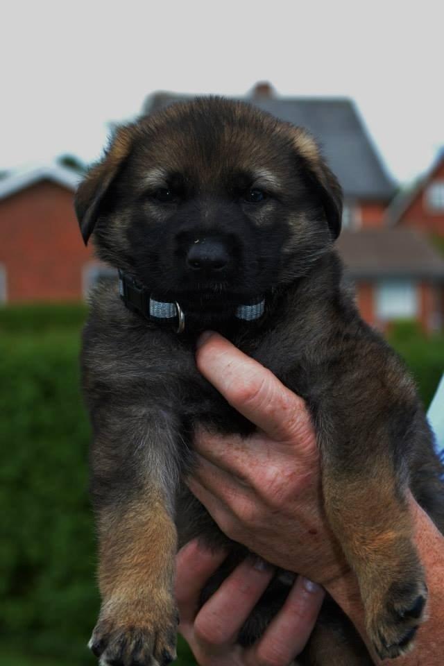 Schæferhund Team Otkjær's Dea(Kiki) billede 6