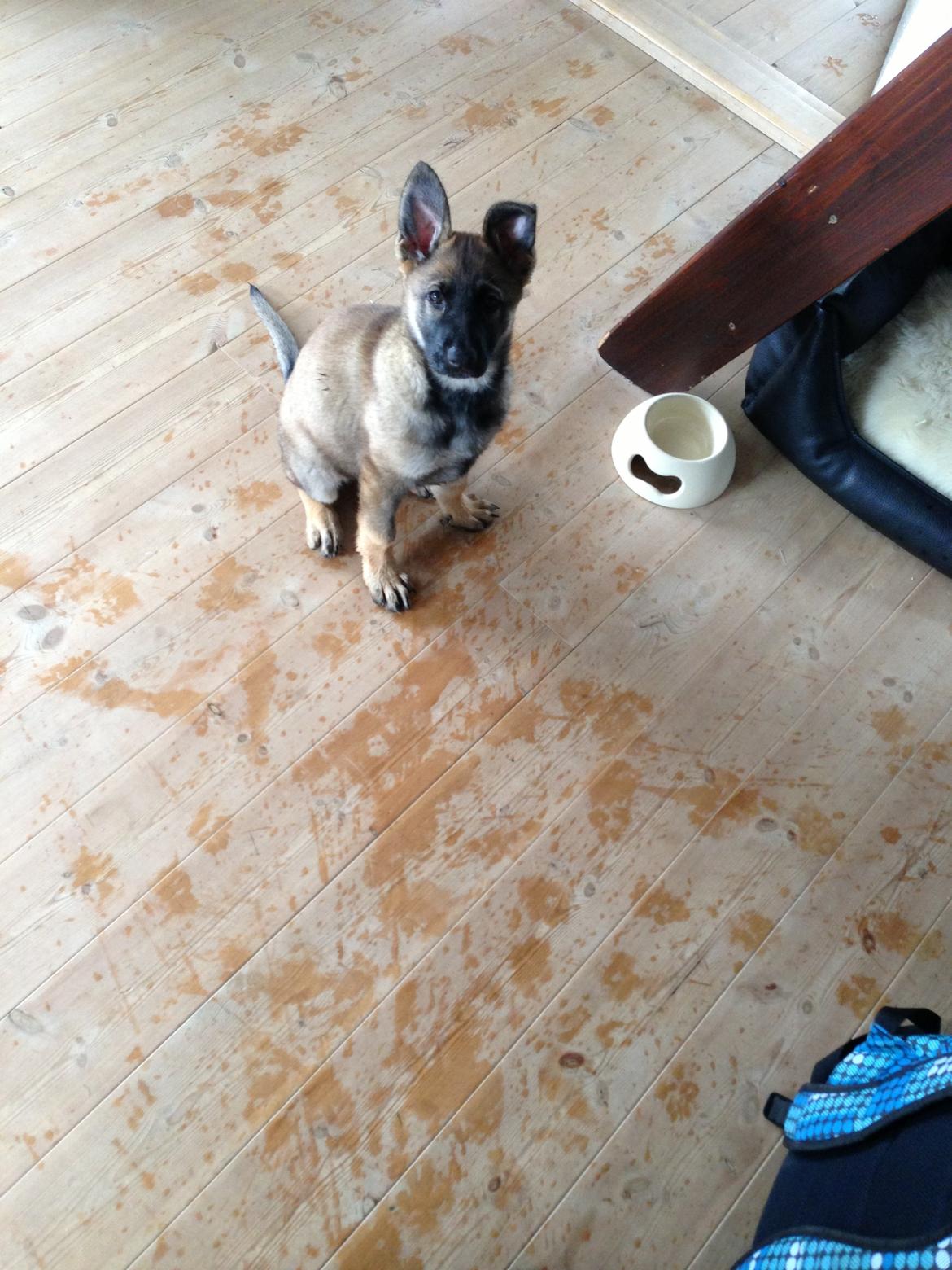 Schæferhund Team Otkjær's Dea(Kiki) billede 7