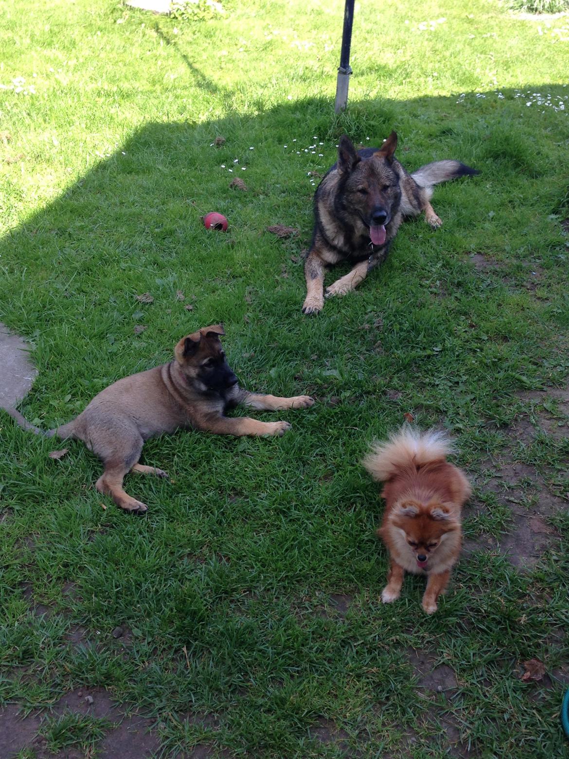 Schæferhund Team Otkjær's Dea(Kiki) billede 8