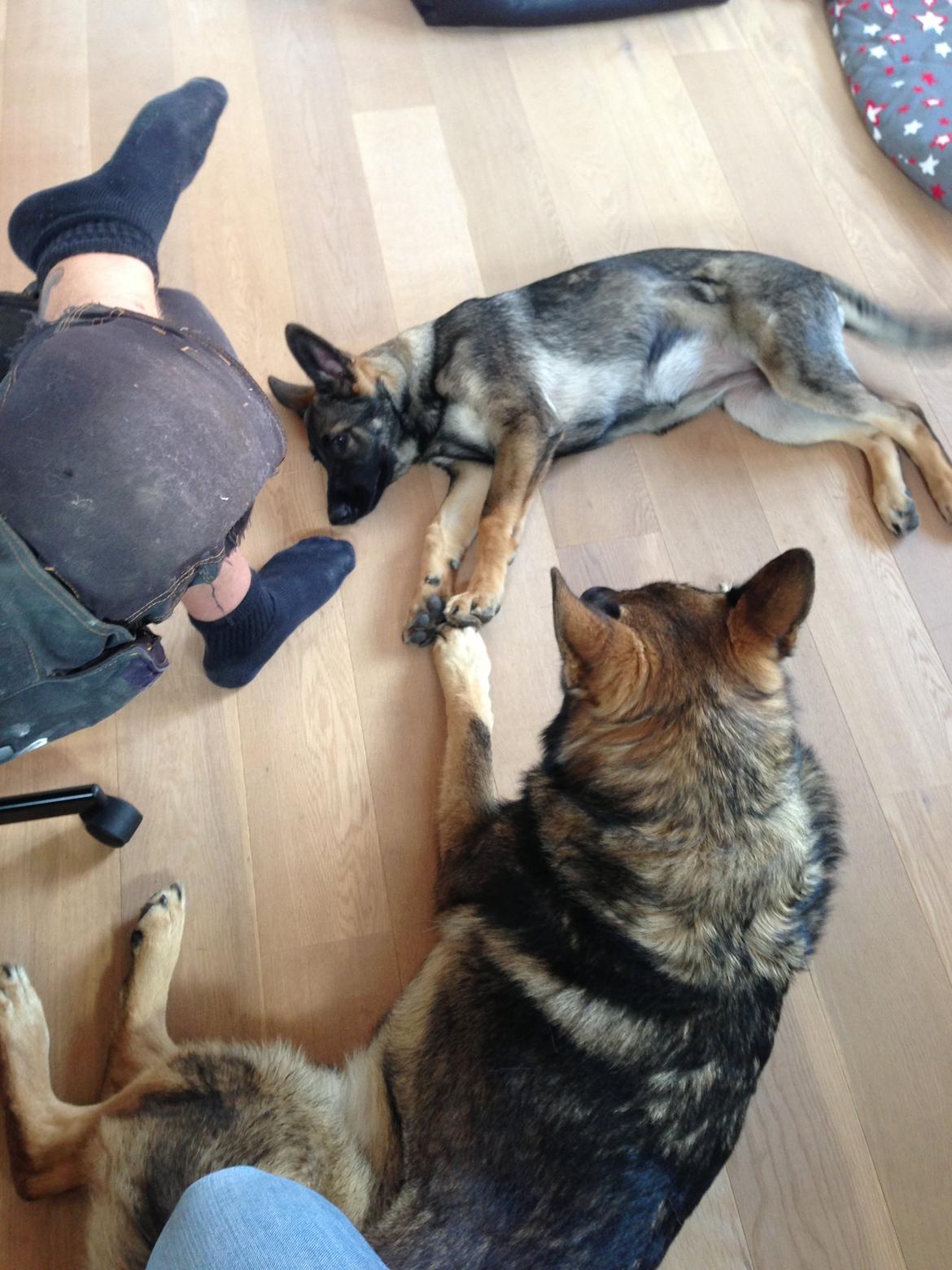 Schæferhund Team Otkjær's Dea(Kiki) billede 9