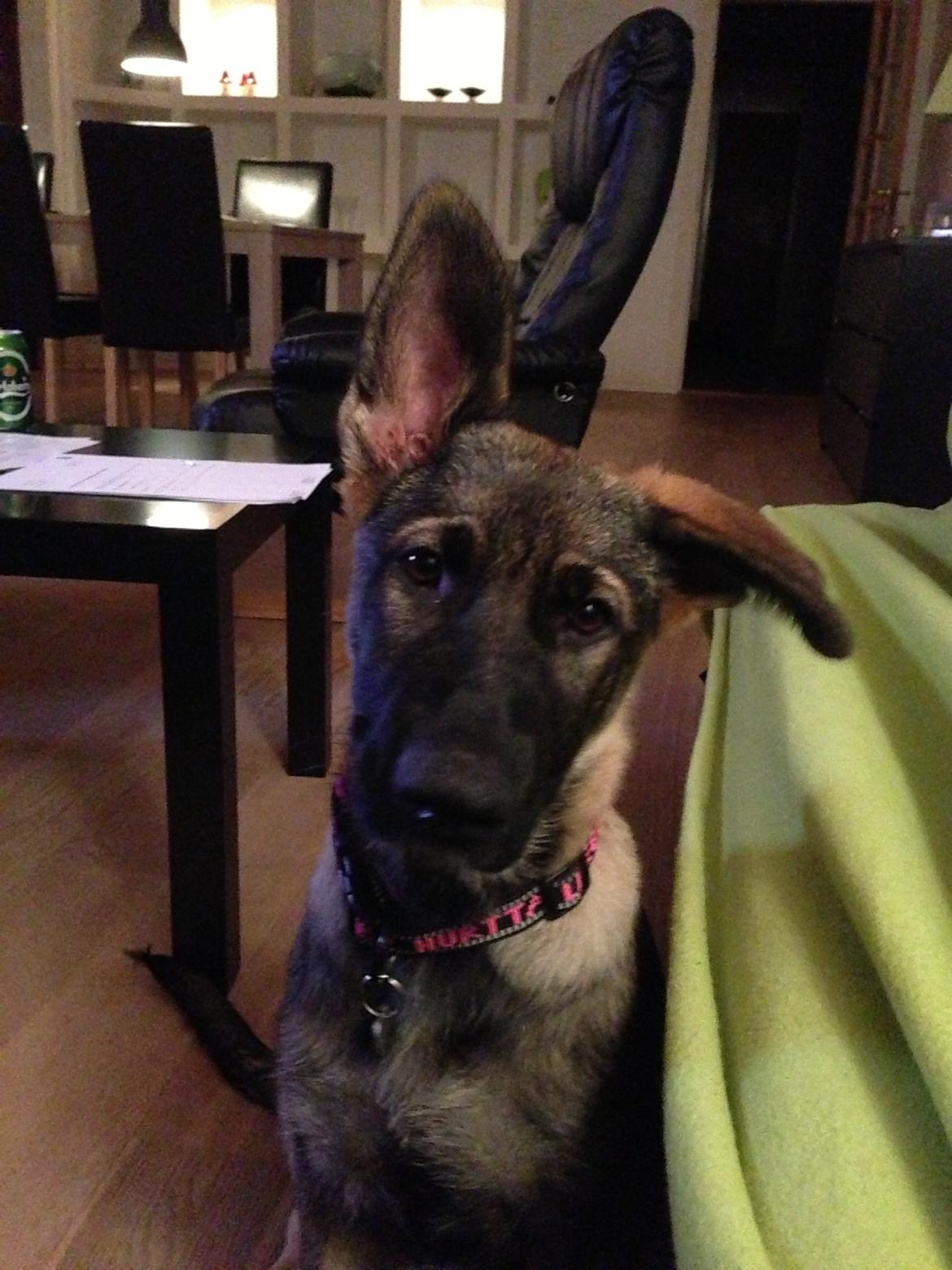 Schæferhund Team Otkjær's Dea(Kiki) billede 10