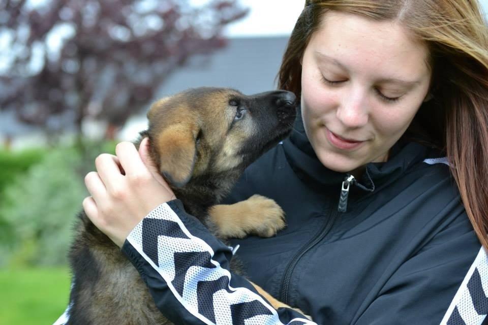 Schæferhund Team Otkjær's Dea(Kiki) billede 11