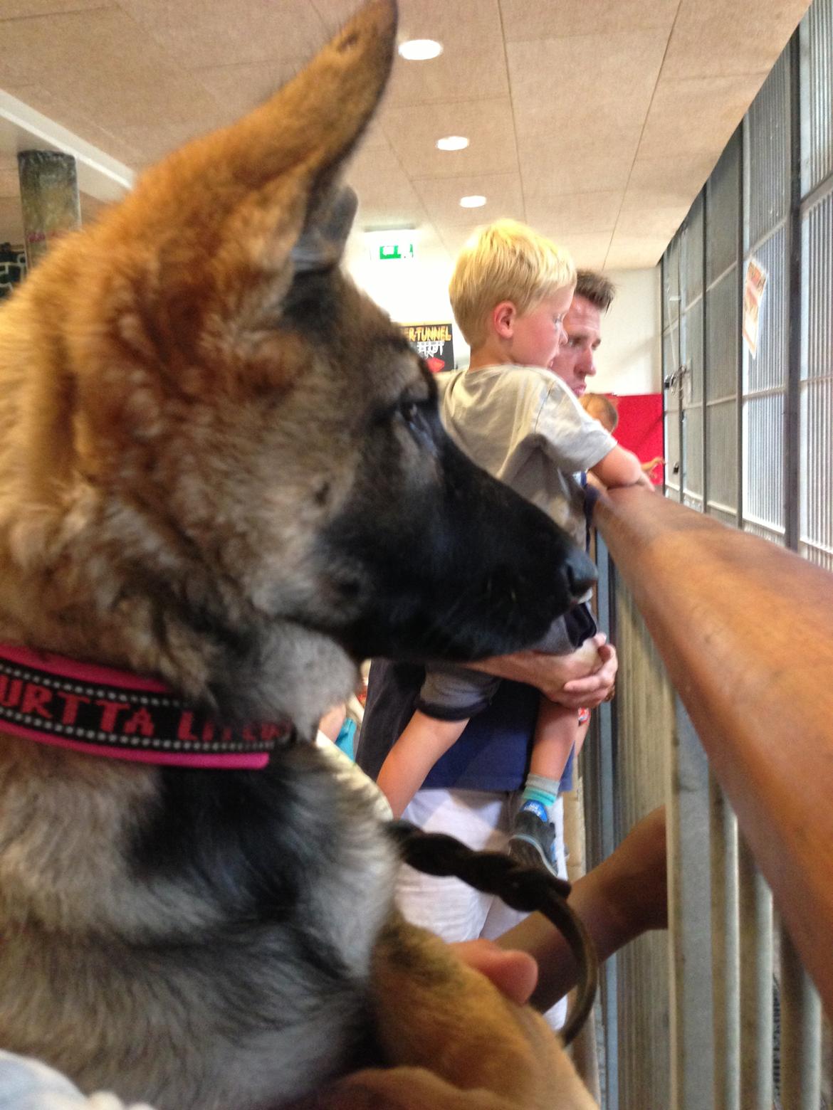 Schæferhund Team Otkjær's Dea(Kiki) billede 12