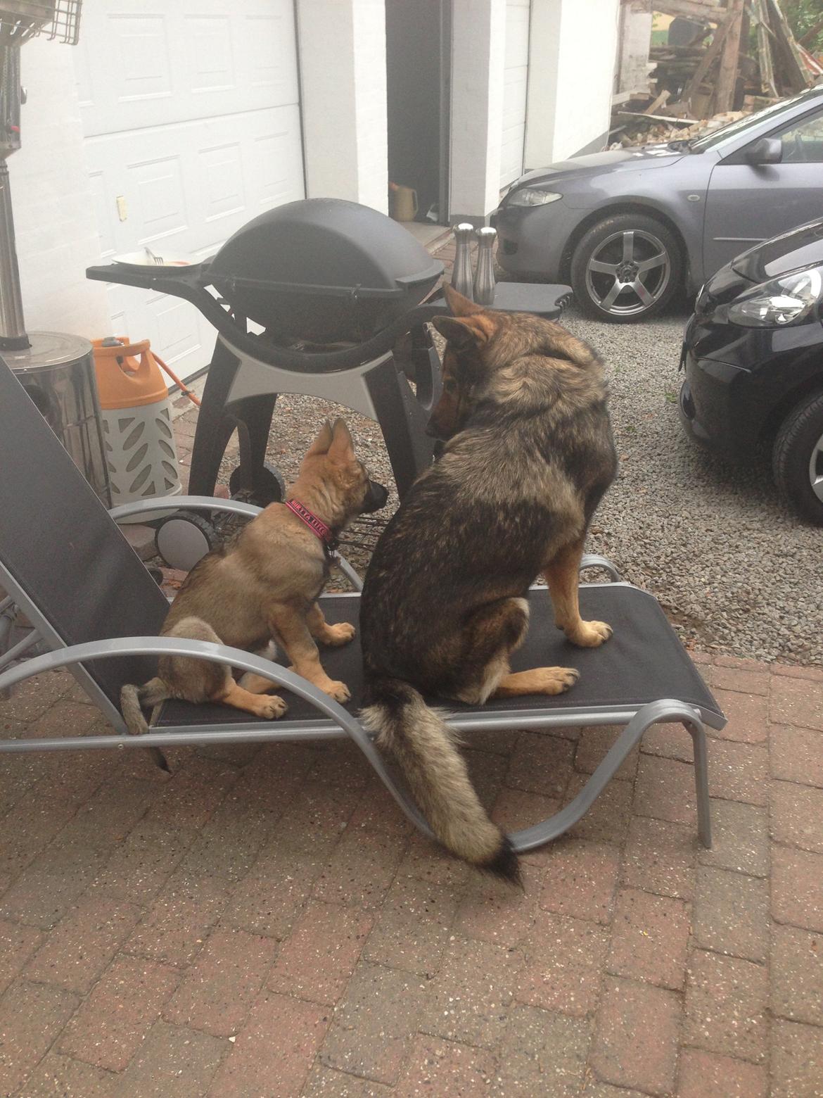 Schæferhund Team Otkjær's Dea(Kiki) billede 13