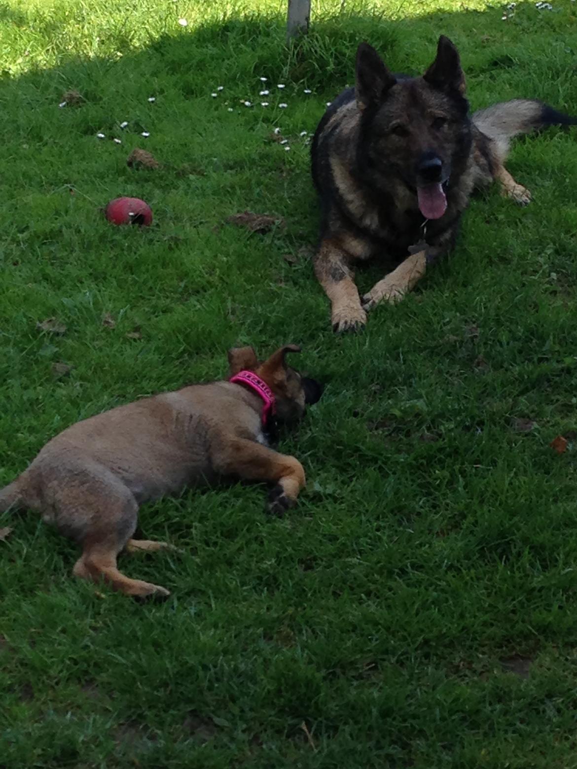 Schæferhund Team Otkjær's Dea(Kiki) billede 14