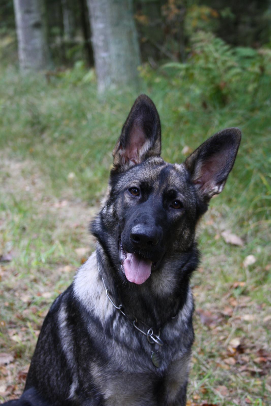 Schæferhund Team Otkjær's Dea(Kiki) billede 15