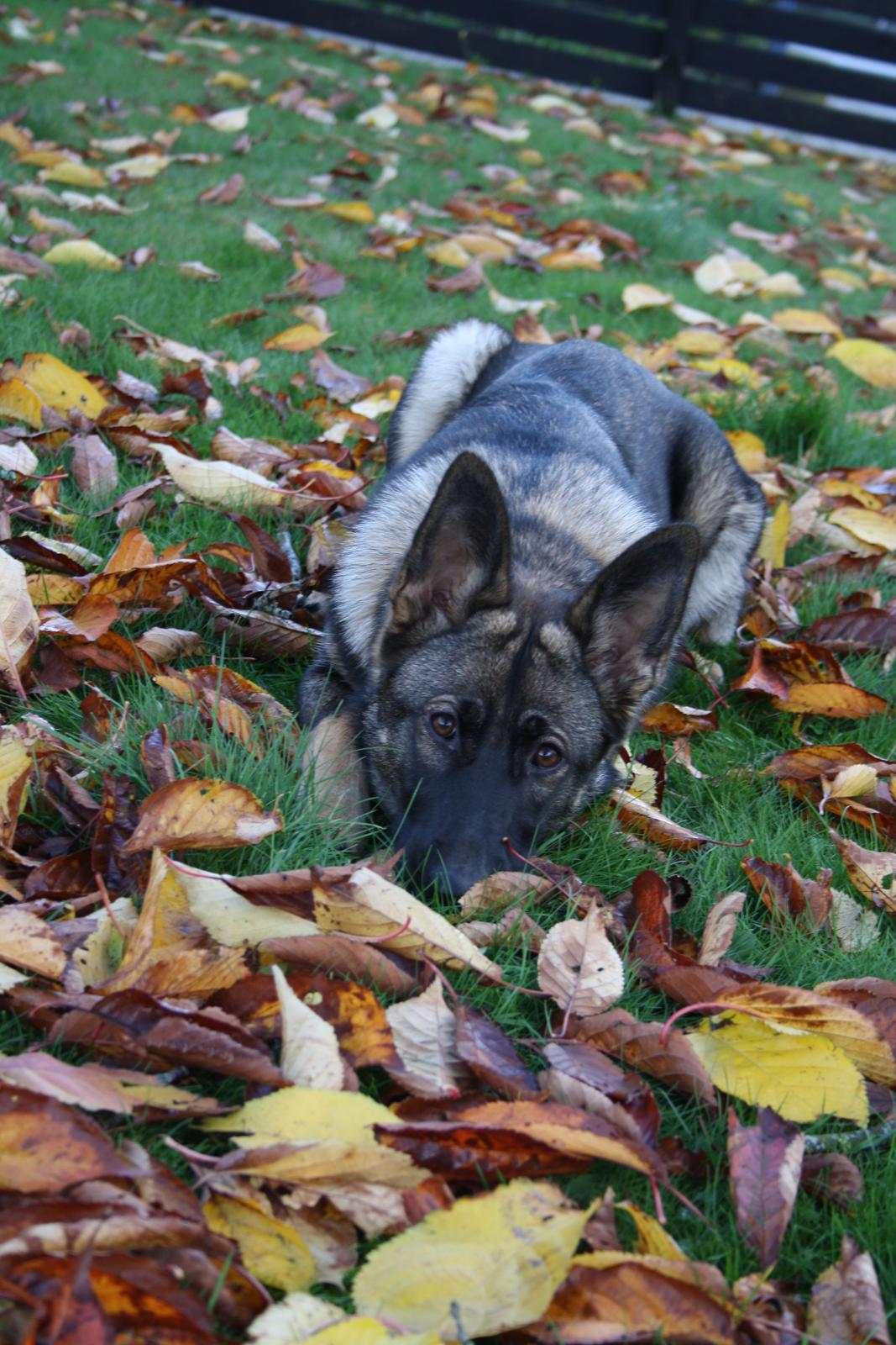 Schæferhund Team Otkjær's Dea(Kiki) billede 16