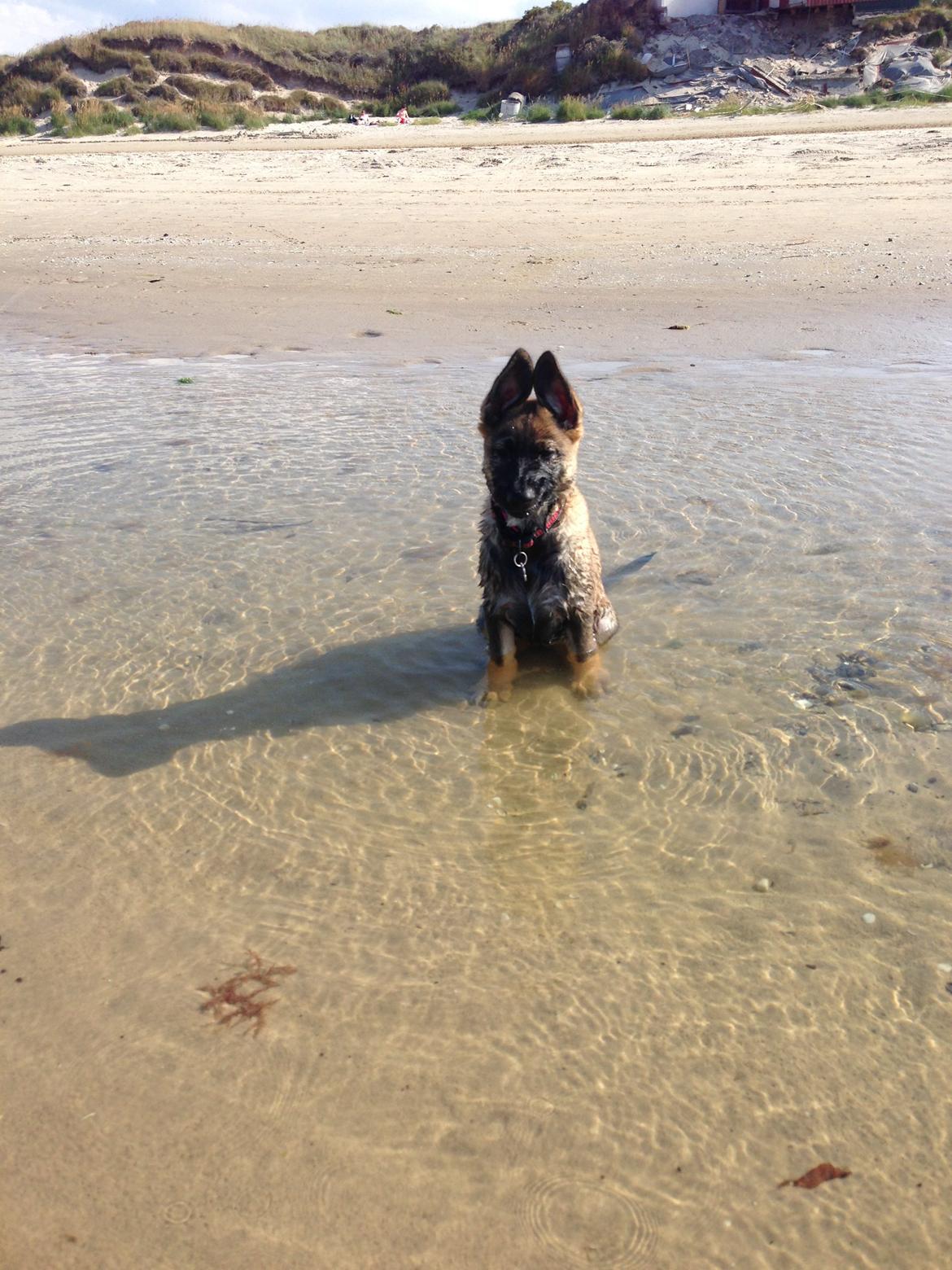 Schæferhund Team Otkjær's Dea(Kiki) billede 17