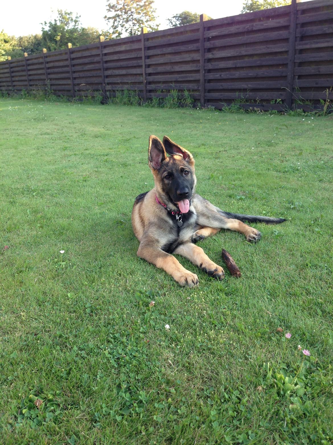 Schæferhund Team Otkjær's Dea(Kiki) billede 18