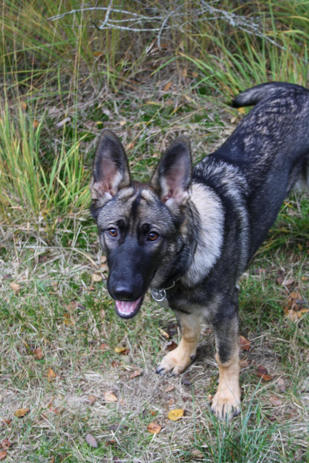 Schæferhund Team Otkjær's Dea(Kiki) billede 19