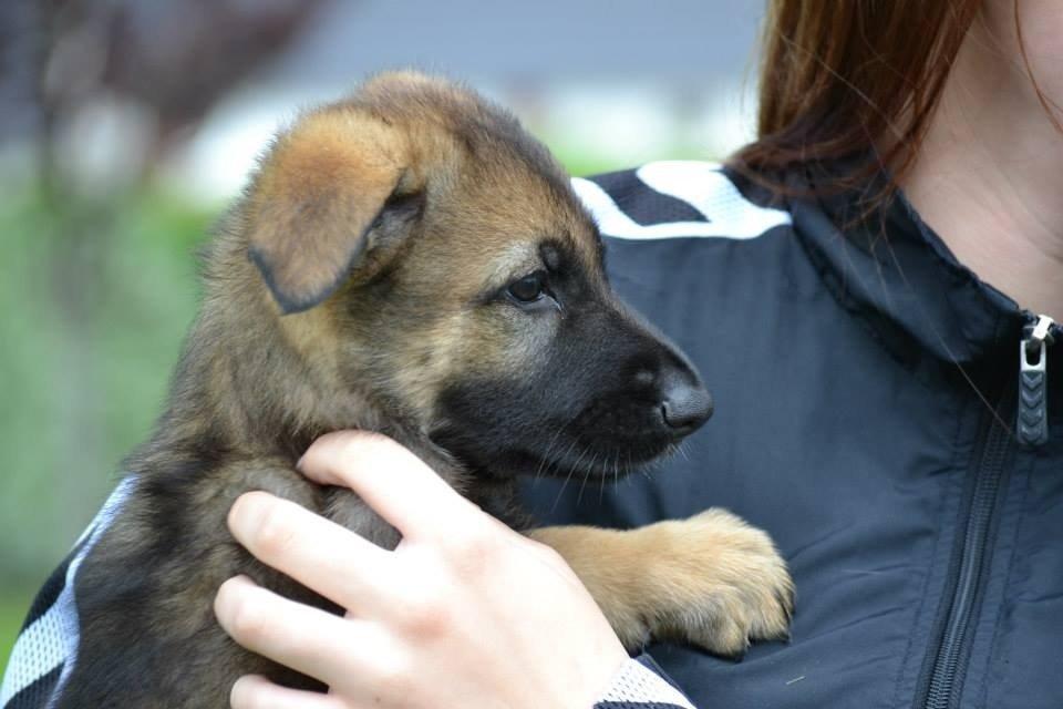 Schæferhund Team Otkjær's Dea(Kiki) billede 20