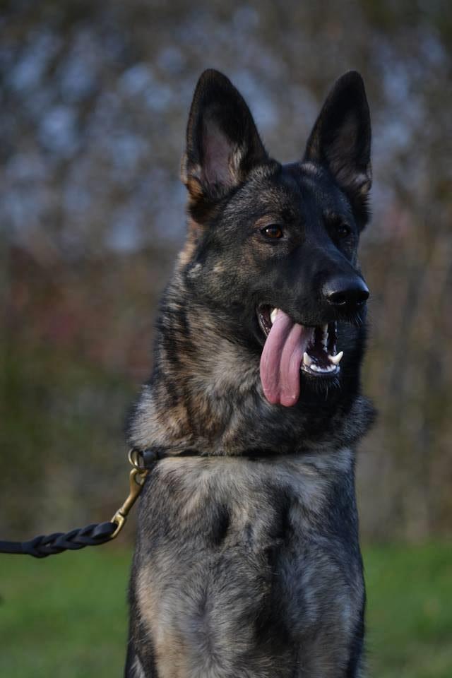 Schæferhund Team Otkjær's Dea(Kiki) billede 3