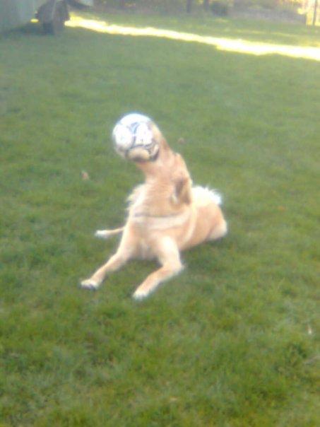 Blanding af racer Dingo billede 2