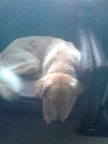 Blanding af racer Dingo billede 3